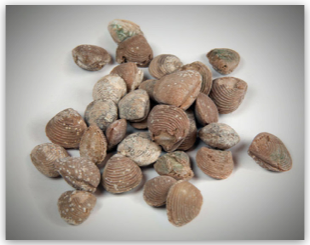 Bulk Fossils.net - Bi-Valve - Grade B