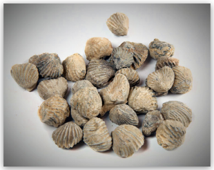 Bulk Fossils.net - Brachiopod - Grade B