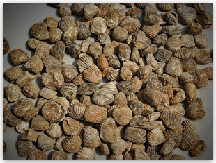 Bulk Fossils.net - Brachiopod Clam - 20 Select Pcs. for $9.95 (1st Grade Quality)