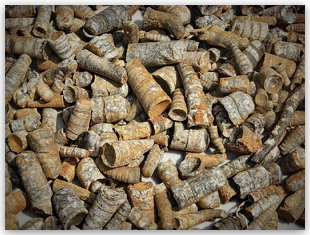 Bulk Fossils.net Orthoceras (Sea Squid) - 20 Select Pcs for $9.95 (1st Grade Quality)