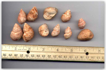 Bulk Fossils.net - Pink Cephalopod Shells - 20 Select Pcs. for $9.95 (1st Grade Quality)