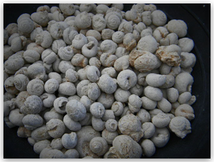 Bulk Fossils.net - White Cephalopod Shells - 20 Select Pcs for $9.95 (1st Grade Quality)
