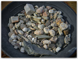 Bulk Fossils.net - FOSSIL MIX - 30 Select Pcs for $9.95 (1st Grade Quality)